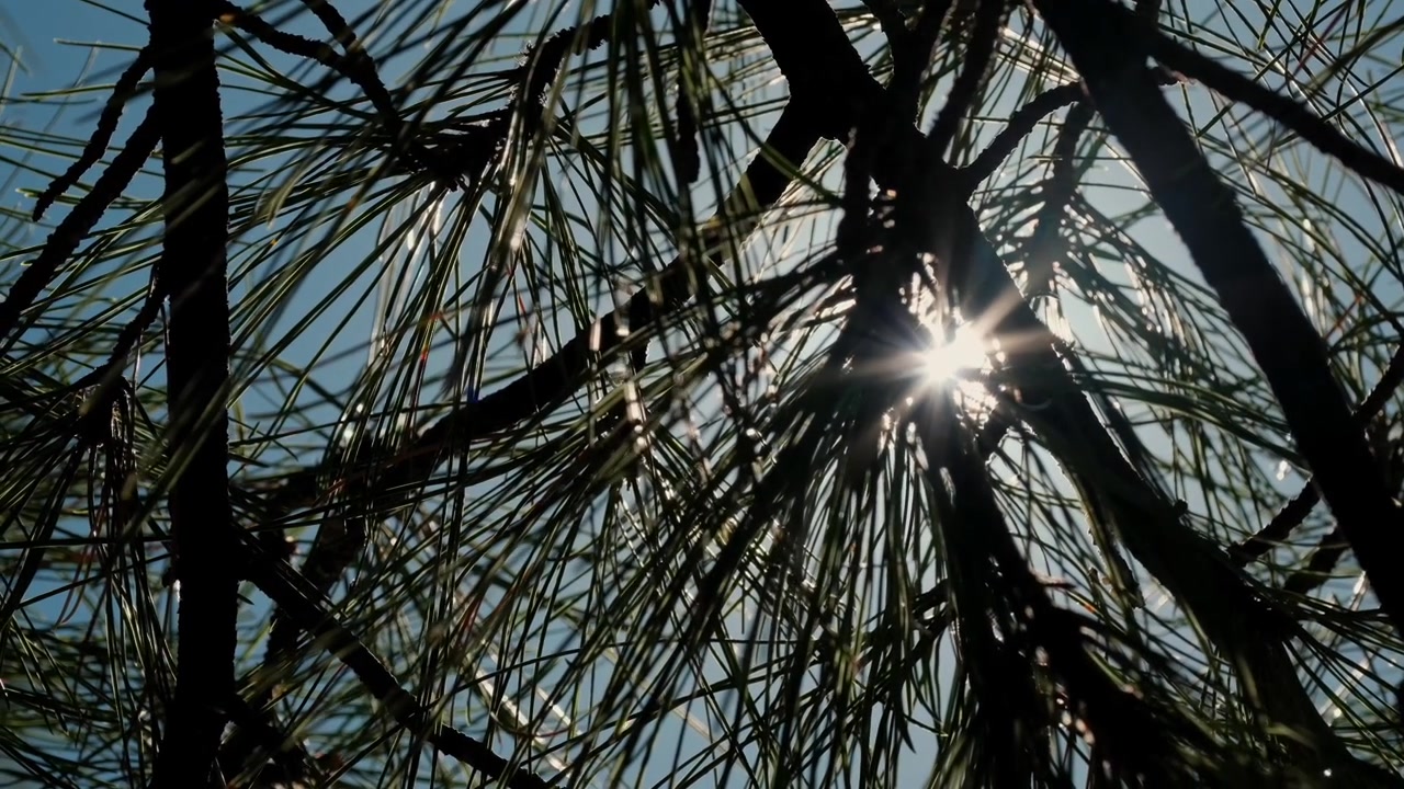 Video 4K al rallentatore cattura il sole che scintilla attraverso gli aghi di pino. Una farfalla fluttua sullo sfondo di una scena cinematografica di una foresta dell'Arizona con luce solare calda e bagliore dell'obiettivo.