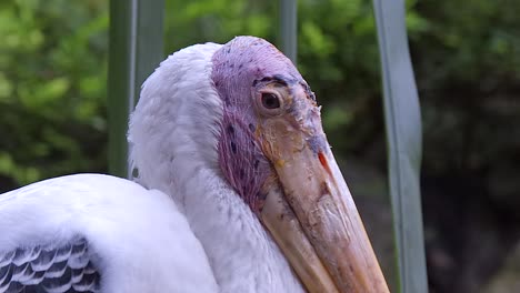 vista de cerca de una cigüeña pintada en el zoológico con fondo borroso - toma de cerca