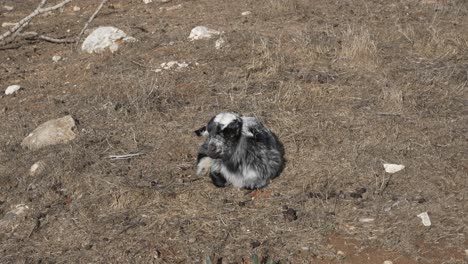 un cabrito sentado solo en la hierba seca, balando y acicalándose