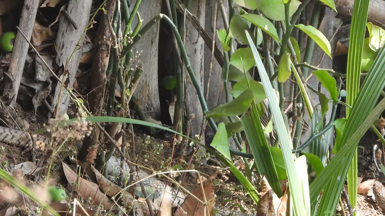 búsqueda de serpiente de rata para comida -rata-pollo