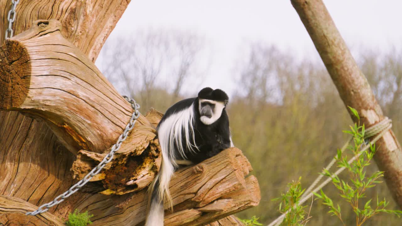 Macaco Colobus Preto e Branco na árvore descansando e depois sacudindo a pelagem em câmera lenta enquanto a câmera o acompanha. Ideal para vídeos sobre a vida selvagem africana e o comportamento de primatas.