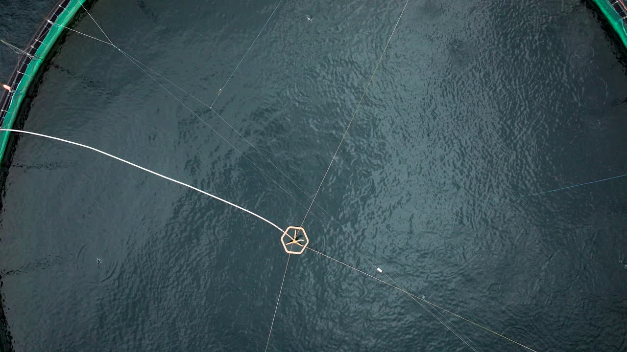 Top down drone view over salmon farm marine pen as fish leap out of water