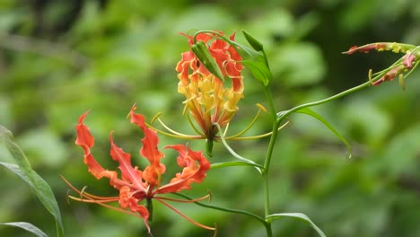 flame lily flower in forest