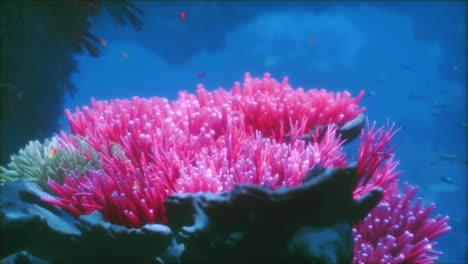 vibrant coral reef teeming with aquatic life in a serene underwater environment