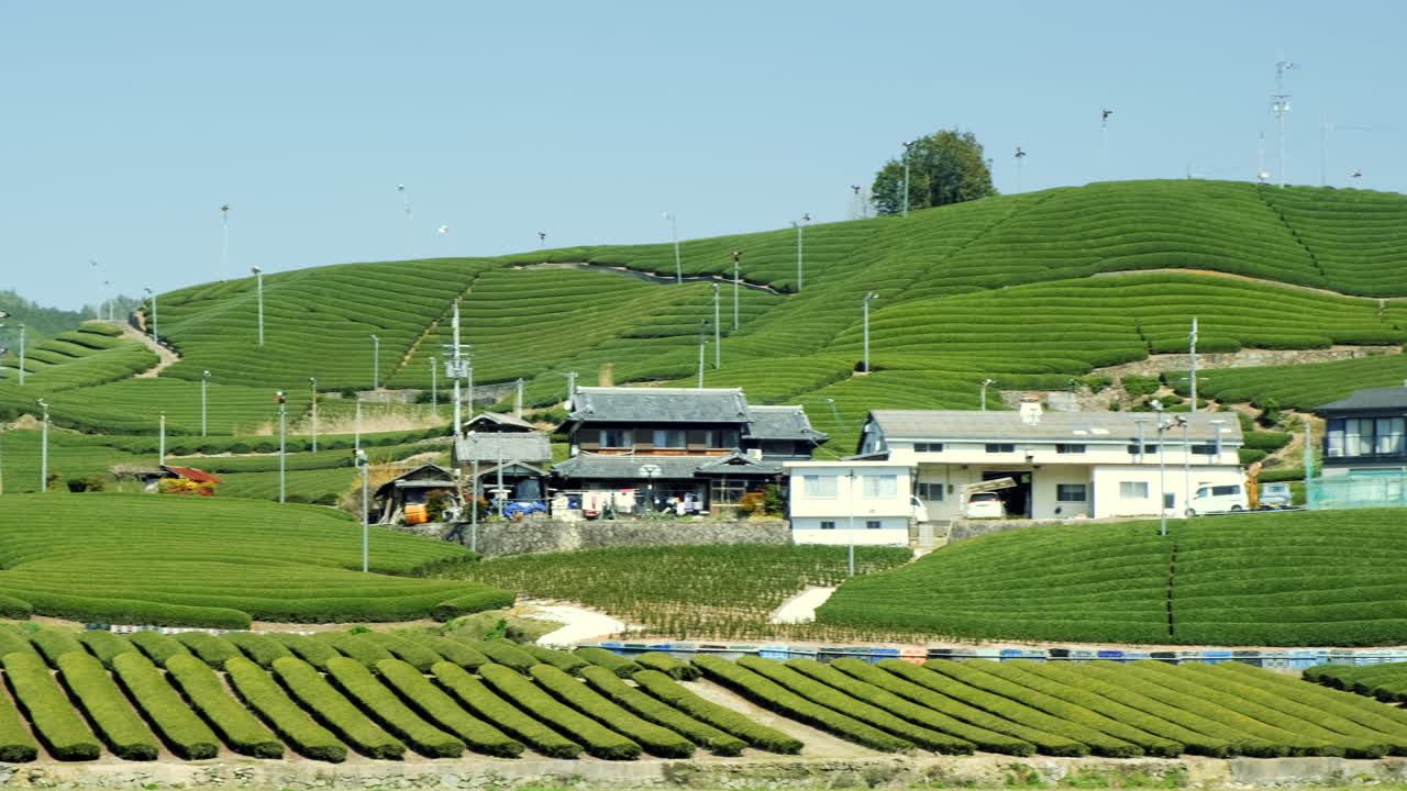 Green Tea Field Farm in Uji, Japan