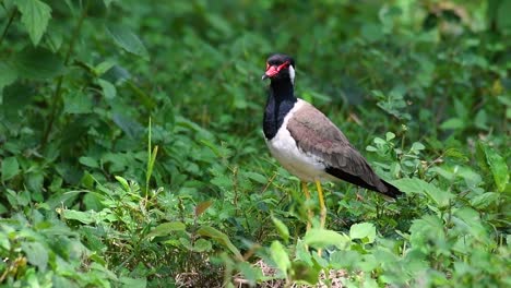 red-wattled lapwing은 태국에서 가장 흔한 새 중 하나입니다.