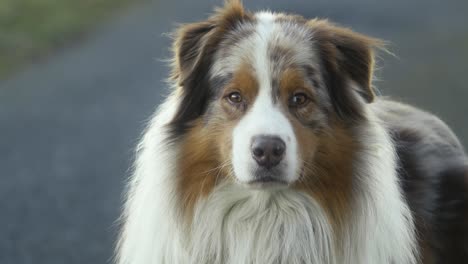 portrait of an australian shepherd standing on an asphalt road looking into the camera