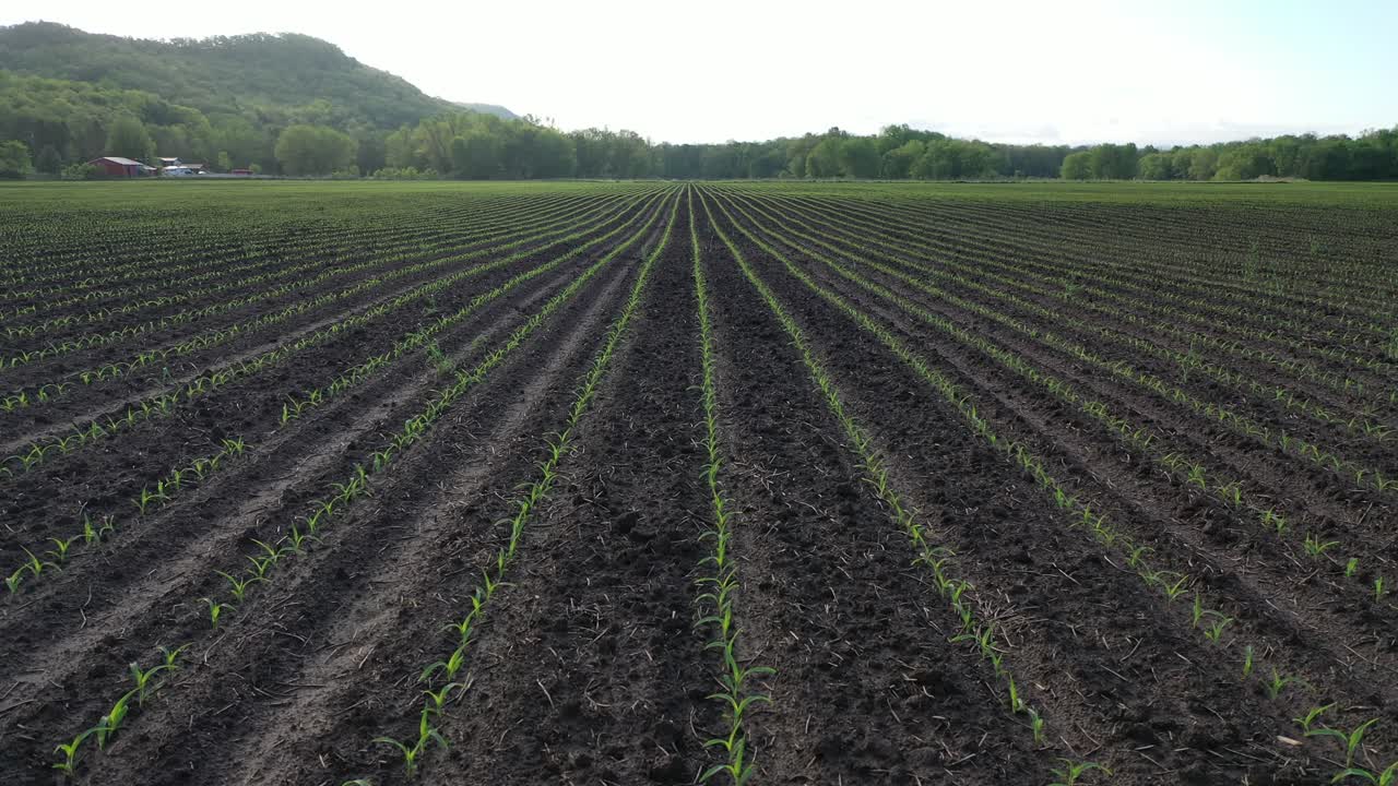 plántulas jóvenes de maíz que crecen en filas