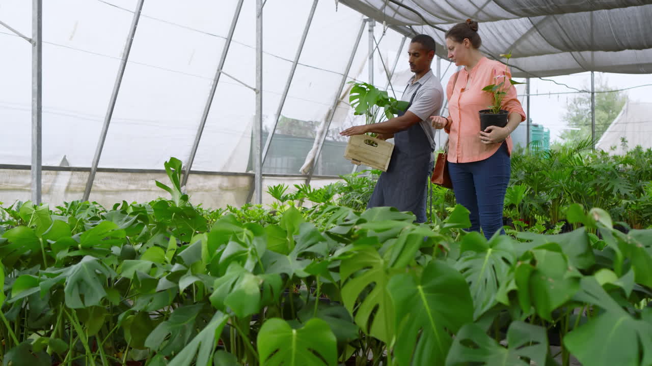 Gardening together, diverse man and customer carrying plants in greenhouse, enjoying nature