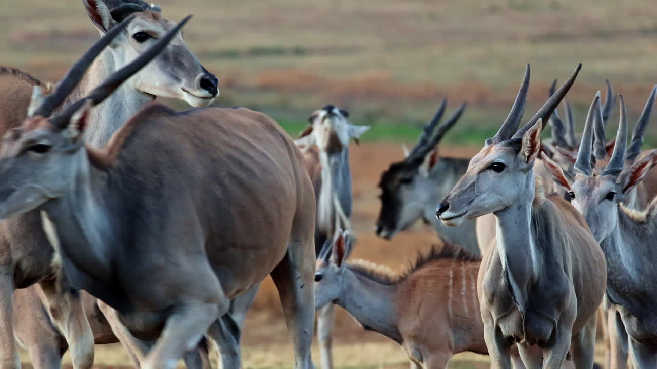Herd of Eland in the African Savanna