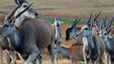 herd of eland in the african savanna