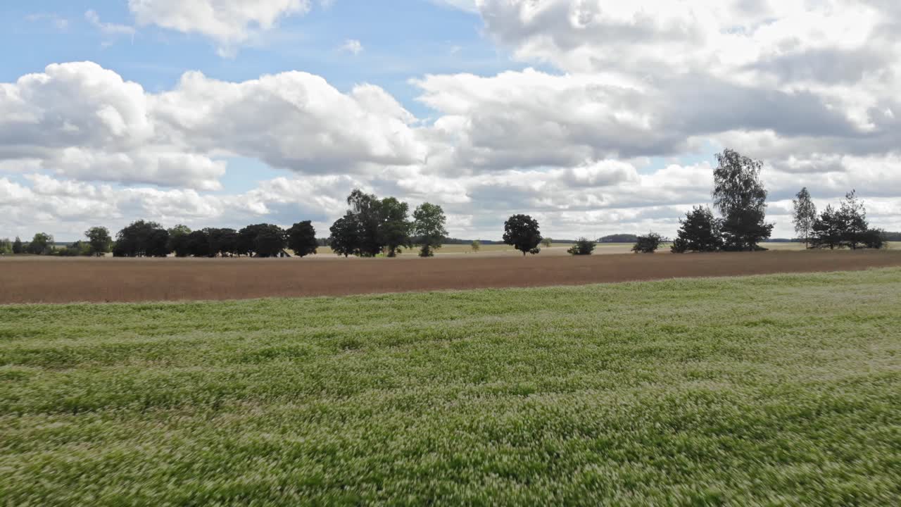 campo de trigo sarraceno visto desde un avión no tripulado de baja altitud volando por encima de las plantas