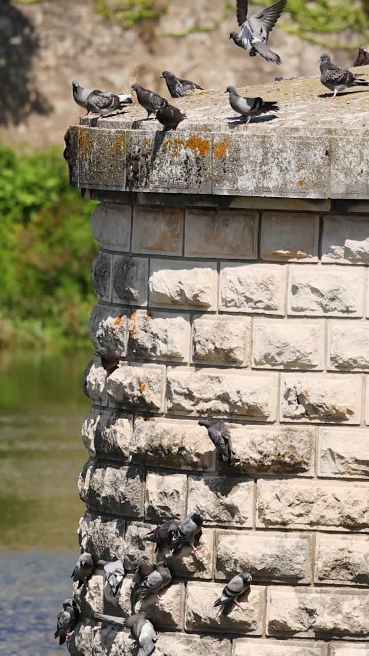 las palomas se reúnen en una repisa de puente de piedra