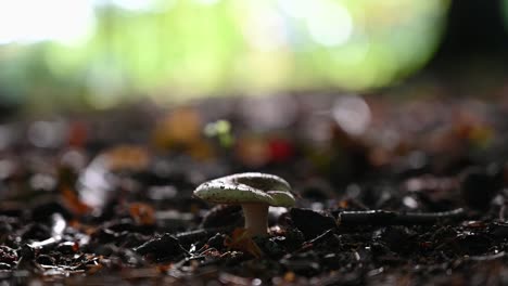 hongo único en el suelo del bosque en un hermoso día soleado de otoño-disparo estático