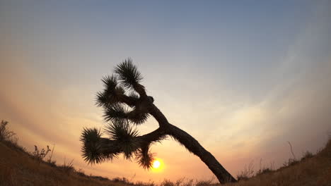 sun sets behind a joshua tree on a hazy desert evening - ultra wide angle time lapse