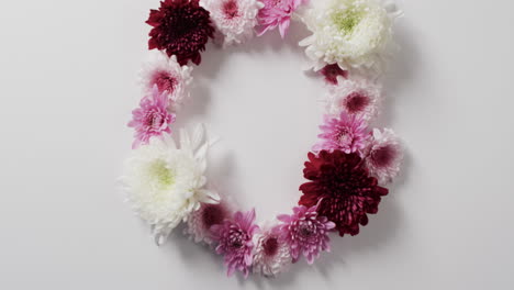 video de flores blancas, rojas y rosas en círculo y copia espacio en fondo blanco