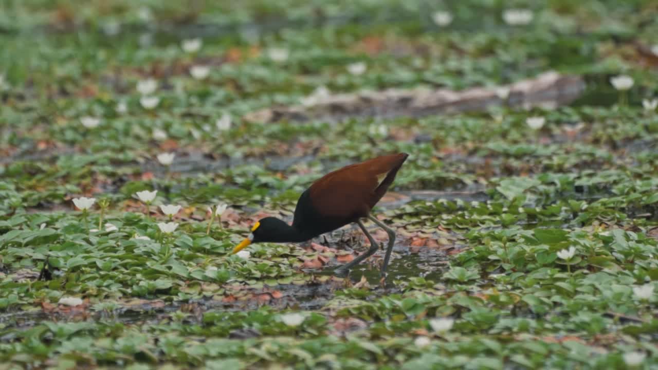 A captivating video of a wild Northern Jacana (Jesus Christ Bird) walking and foraging across a lush mat of lily pads and vegetation in a wetland in Cahuita, Costa Rica