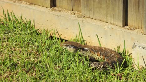 Lagarto-De-Lengua-Azul-Descansando-Junto-A-Una-Valla-De-Piedra-Acurrucado-Y-Parpadeando-En-El-Jardín