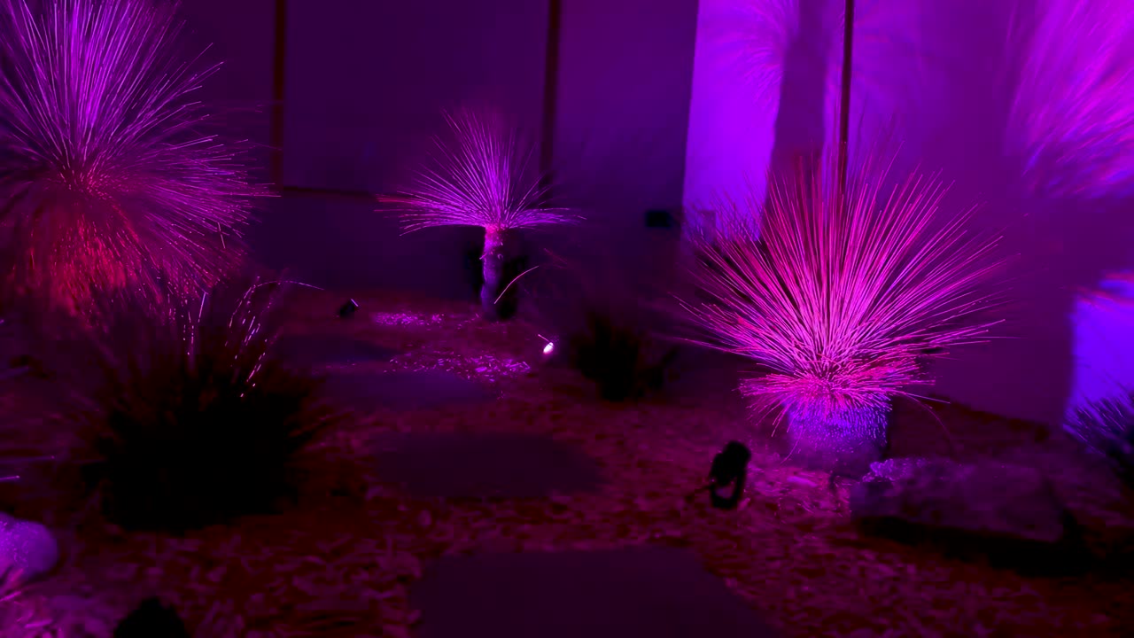 luces vibrantes iluminan una escena de jardín sereno