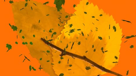 Animation-of-multiple-autumn-leaves-falling-on-orange-background