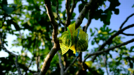 siembra de higos verdes inmaduros