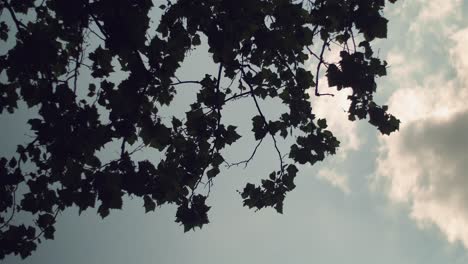 nature leaves silhouette passing clouds