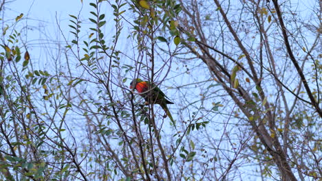 Regenbogen-Lorikeet-Paar-Fliegt-Von-Ast-Zu-Ast-In-Einem-Gummibaum,-Zeitlupe