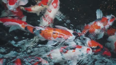 hermosos peces koi nadando cerca de la superficie de un estanque de agua clara en kyoto, japón - toma de primer plano