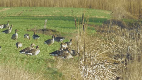 Beautiful-large-flock-of-Greylag-goose-breeding-in-the-green-agricultural-field-Northern-Europe-during-migration-season,-sunny-spring-day,-distant-medium-low-angle-shot