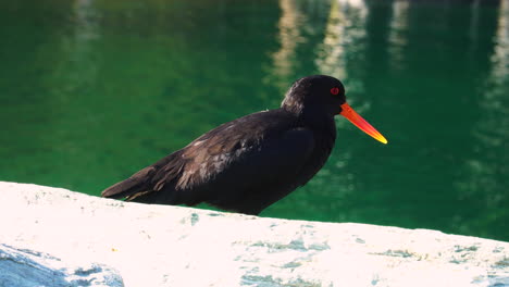 pájaro colector de ostras en milford sound, nueva zelanda