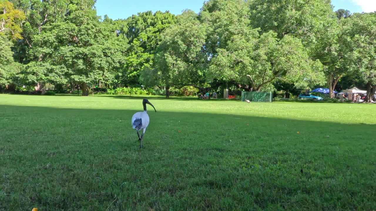 새가 평화로운 공원을 가로질러 날아다니기 시작합니다.