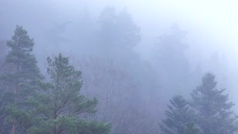 Vuelo-Aéreo-Lento-Cerca-De-árboles-Fantasmas-Que-Aparecen-A-Través-De-Una-Espesa-Niebla-Sobre-Un-Etéreo-Y-Cambiante-Bosque-De-Montaña