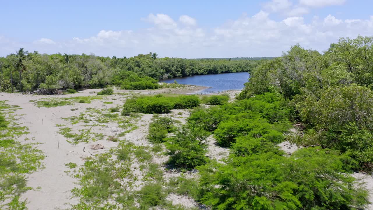 manglares en san pedro de macoris en la república dominicana