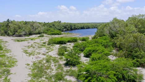 Mangroves-at-San-Pedro-de-Macoris-in-Dominican-Republic