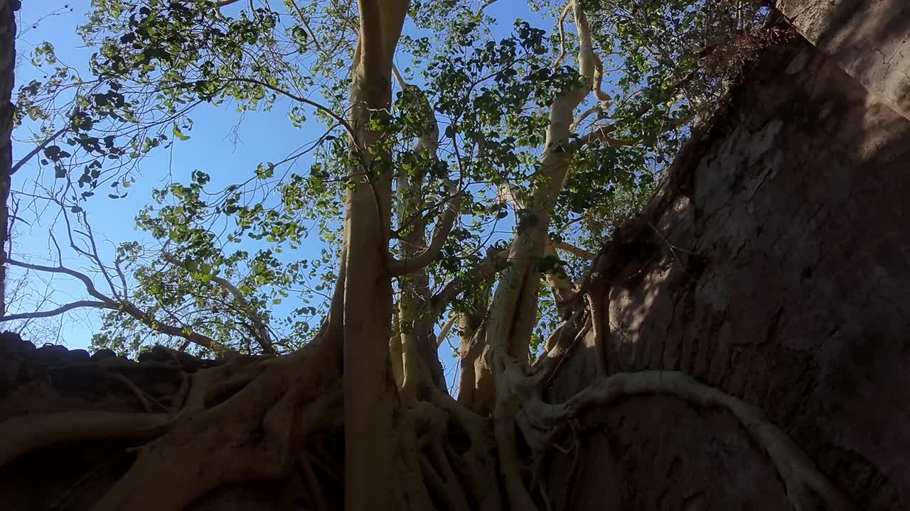 Tall trees with lush leaves growing from a stone wall in Hacienda Ixtoluca