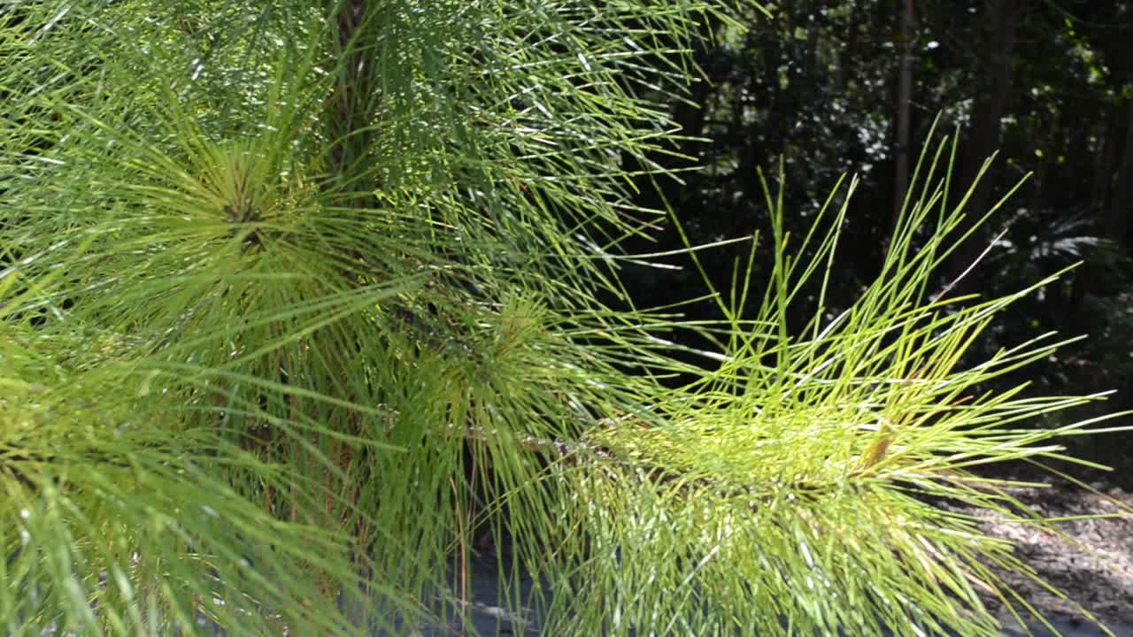 Sfondo naturale.