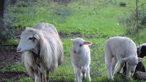 Slow-motion-shot-of-playful-lamb-jumping-in-the-air-next-to-ewe-and-two-cute-lambs-outside-in-Sardinia,-Italy