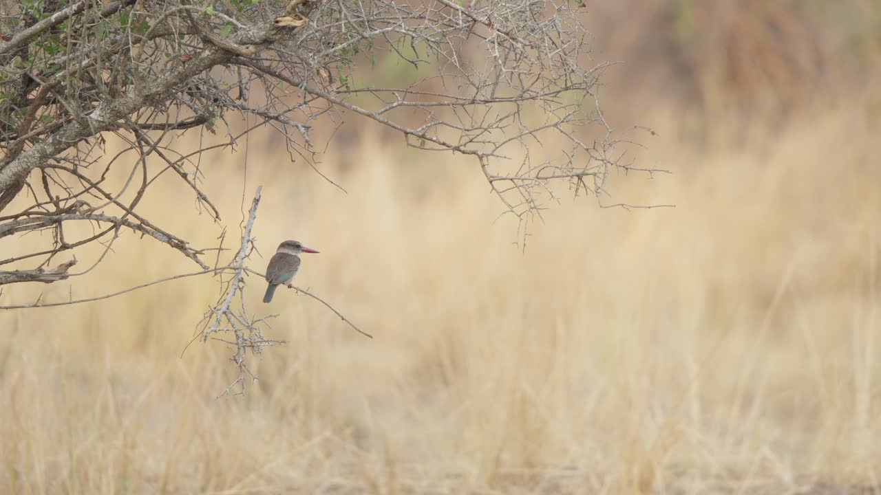 Martin pescatore dal cappuccio marrone appollaiato su un ramo sottile e fragile, che si guarda intorno al rallentatore nel Parco Nazionale Kruger, Sudafrica. Erbe secche della savana e sfondo bokeh.