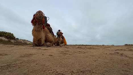 low-angle view of two dromedary camels with muzzle resting on sandy ground