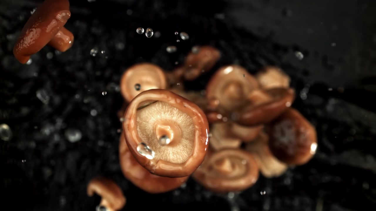 Friske shiitake-sopp med vanndråper i sakte film