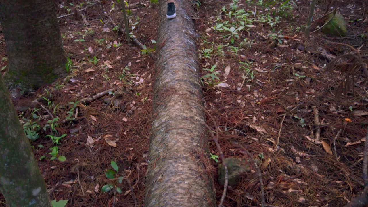 un hombre caminando sobre un árbol caído largo y mirando el medio ambiente en el bosque de cairns queensland, australia - inclinación hacia arriba cámara lenta