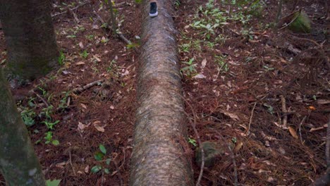un hombre caminando sobre un árbol caído largo y mirando el medio ambiente en el bosque de cairns queensland, australia - inclinación hacia arriba cámara lenta