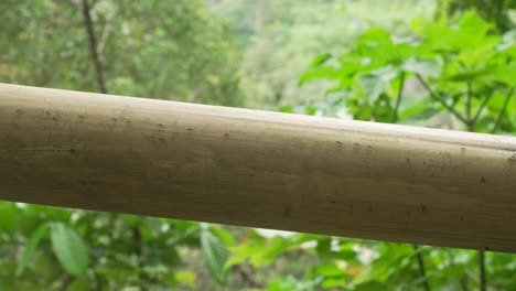 ants colony insects moving along smooth bamboo wood stick in bali jungle