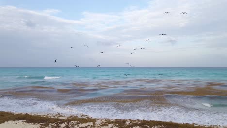 bandada de pájaros pelícanos volando sobre el océano en la playa de cancún, méxico