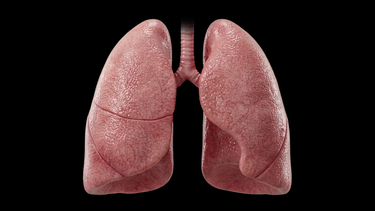 Animazione 3D di Polmoni Umani che Respirano e si Espandono