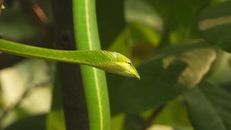 Long-nosed-Whipsnake-in-tree---rlaxing-