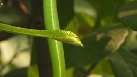 long-nosed whipsnake in tree - rlaxing