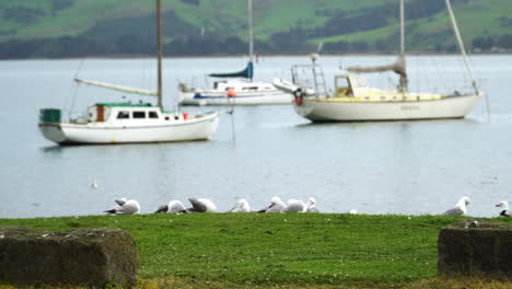 flock of seagulls at the fjord with sailing boats in background