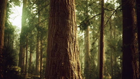Tall trees stand majestically in a sunlit forest during early morning hours