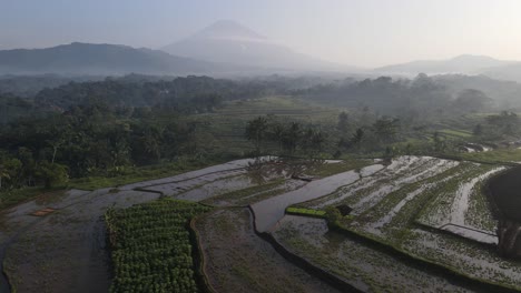 aerial view, the morning view of the terraced rice fields in the kajoran district of magelang